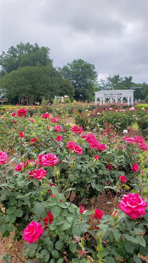 roses fayetteville nc